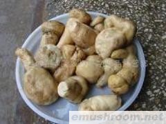 供应出口盐渍老人头菌 干品老人头菌