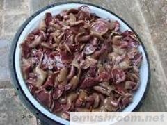 供应红乳牛肝菌