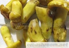 大量供应牛肝菌