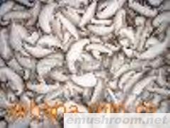 供应香菇片26元一斤