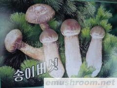 供应松茸