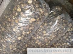 供应香菇