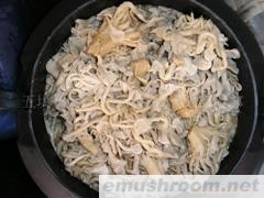 供应盐济相思菌