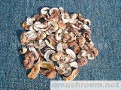 供应美味牛肝菌T级 A级 B级 C级野生菌 Manbetx体育手机版推荐A9版本