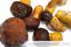 大量供应黄牛肝菌