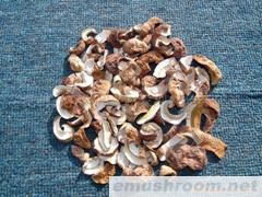 供应美味牛肝菌 T级 小帽 鲜牛肝菌