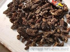 供应Manbetx体育手机版V17版本发布.官网安卓网.香港 干品 鲜品 野生菌