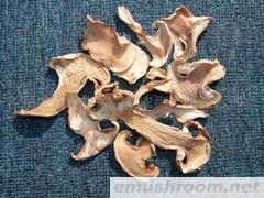 供应老人头菌 无虫 无杂质