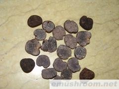 供应成熟块菌 无杂质