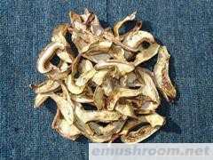 供应白葱菌   特级 无虫片 出口  内销