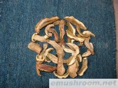 供应黄牛肝菌 干品 鲜品  内销