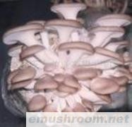 供应秀珍菇菌种