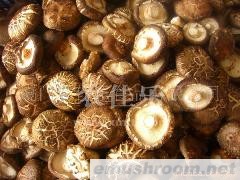 供应出口香菇、茶花菇、白花菇等