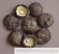 供应菌床足切光面菇