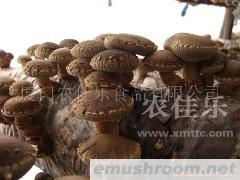 供应出口切足光面菇 茶花菇 白花菇mushroom