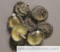 供应菌床足付厚菇