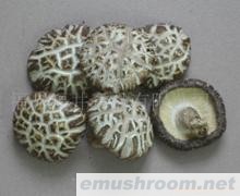 供应菌床足付白花菇