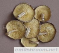供应菌床足付薄菇