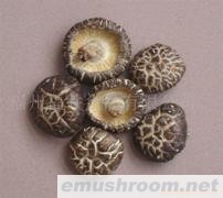 供应菌床足付茶花菇