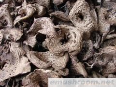 供应黑虎掌 特级