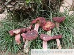 红菇  野生菌批发