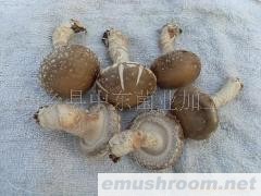 供应出口级香菇(干品、鲜品)