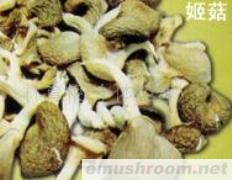供应平菇干品