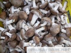 供应香菇