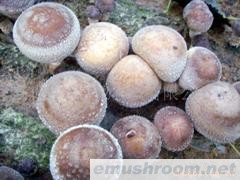 日照供应香菇(图)