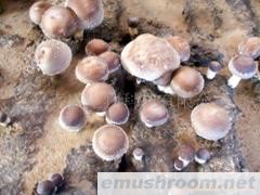 日照真诺供应香菇菌棒(图)