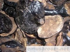 云南特产野生马蹄灵芝