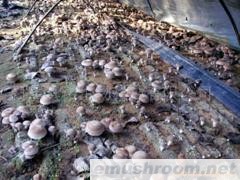 供应931香菇菌棒(图)