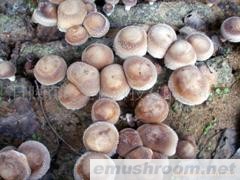 供应优质鲜香菇(图)