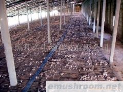 供应939香菇菌棒(图)