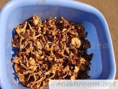 供应鸡油菌 一级鸡油菌 出口 内销