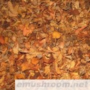 供应干品鸡油菌及其他Manbetx体育手机版V17版本发布.官网安卓网.香港