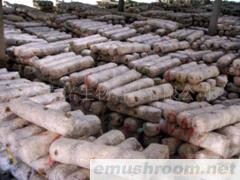 供应香菇菌棒