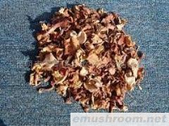 供应鸡油菌 美味牛肝菌 黄牛肝