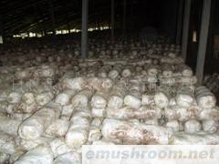 供应香菇菌棒(图)