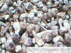 供应姬松茸干品