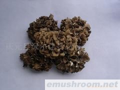 供应灰树花干品,细粉