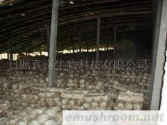供应香菇菌棒(图)