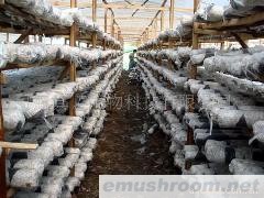 供应香菇菌棒(图)