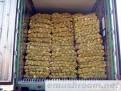 供应香菇菌棒(图)