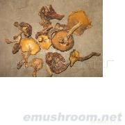 供应干品白乳牛肝菌