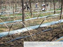 供应各种香菇菌棒(图)