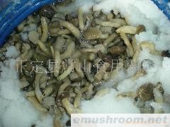 供应ManBetX体育 姬菇 草菇(图)