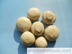 供应双孢菇，速冻双孢菇，