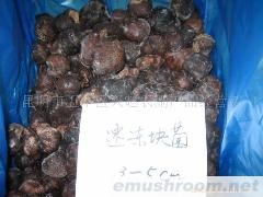 供应速冻块菌 鲜块菌 干块菌 无虫 无杂质