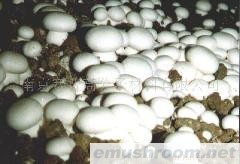 供应Manbetx体育手机版V17版本发布.官网安卓网.香港专用保水剂